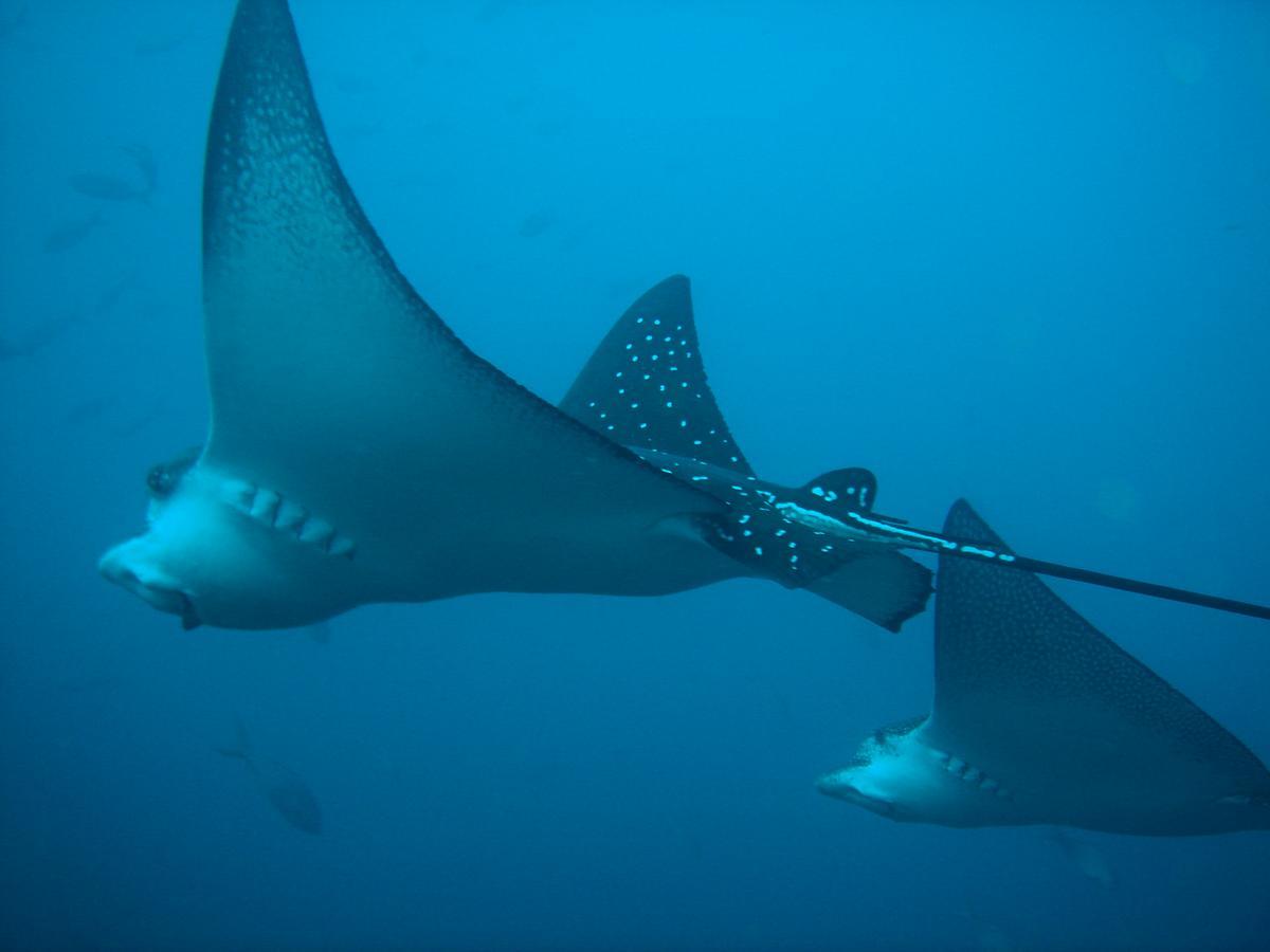 Mantaraya Lodge Puerto Lopez Ngoại thất bức ảnh